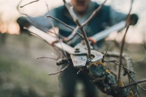 Senior man pruning fruit trees in spring